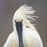 Eurasian spoonbill