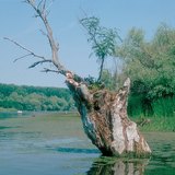 A Tisza holtága Mártélynál