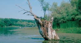 A Tisza holtága Mártélynál