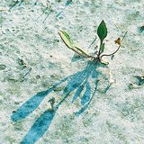 Cvjetanje na slanom tlu