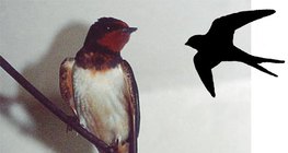 Füstifecske és röpképe