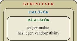 Ábra: Gerincesek: emlősök, madarak