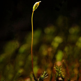 Mohanövényke spóratartója