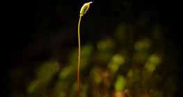 Mohanövényke spóratartója