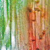 Plant vascular tissue (gourd stem)