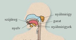 Az emésztőrendszer szervei