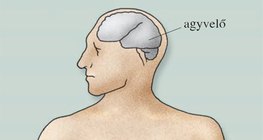 Az alkoholtól leginkább károsodó szervek