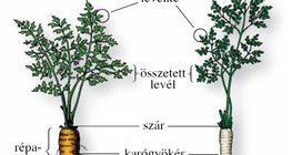 A sárgarépa és a petrezselyem leveles répateste