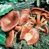 Világító tölcsérgomba