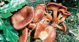 Világító tölcsérgomba