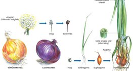 A hagyma felépítése