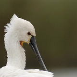 Eurasian spoonbill