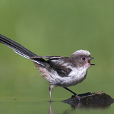 Long-tailed tit