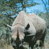 Rhinoceros