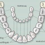 Tejfogak és maradandó fogak