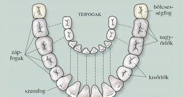 Tejfogak és maradandó fogak