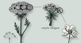 A sárgarépa virágzata