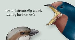 A házi veréb és a füstifecske csőre