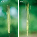 Búza, rozs, árpa és zab kalásza