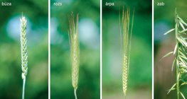 Búza, rozs, árpa és zab kalásza