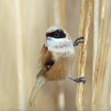 Eurasian penduline tit
