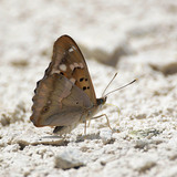 Lesser Purple Emperor