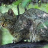 Зэрлэг муур