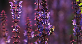 Mezei zsálya gyűjtögető méhvel