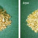 Búza, rozs, árpa és zab szemtermése