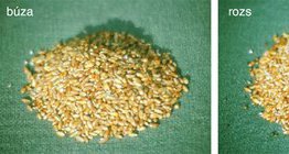 Búza, rozs, árpa és zab szemtermése