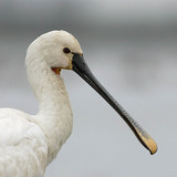 Eurasian spoonbill