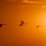Repülő madarak napfényben 