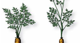 Sárgarépa az első és a második évben