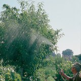 Spraying with stinging-nettle juice