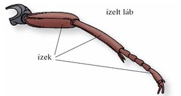 A bogarak lába