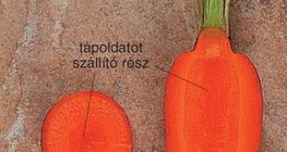 Sárgarépa metszete