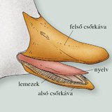 A házi kacsa lemezes csőre