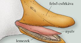 A házi kacsa lemezes csőre