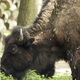 Bison