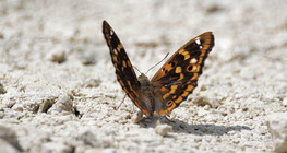 Kis színjátszólepke