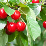 Cherries