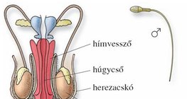 Szaporodási szervek, ivarsejtek
