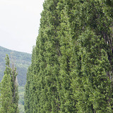 Black poplar trees