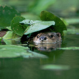 Otter