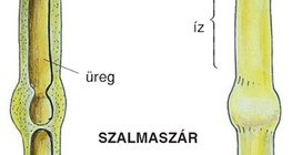 Szalmaszár felépítése