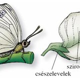 A borsó virága pillangós virág