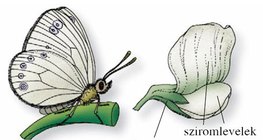 A borsó virága pillangós virág