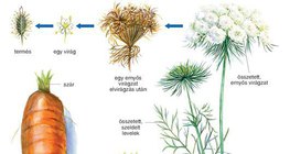 A sárgarépe fejlődése és részei