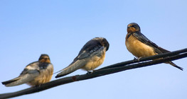 Dróton ülő füstifecskék