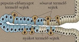 A gyomor nyálkahártyájának mirigye